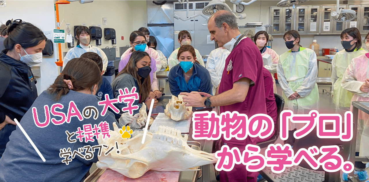 神戸ブレーメン動物専門学校 大阪 東京 徳島にグループ校 兵庫県認可 職業実践専門課程